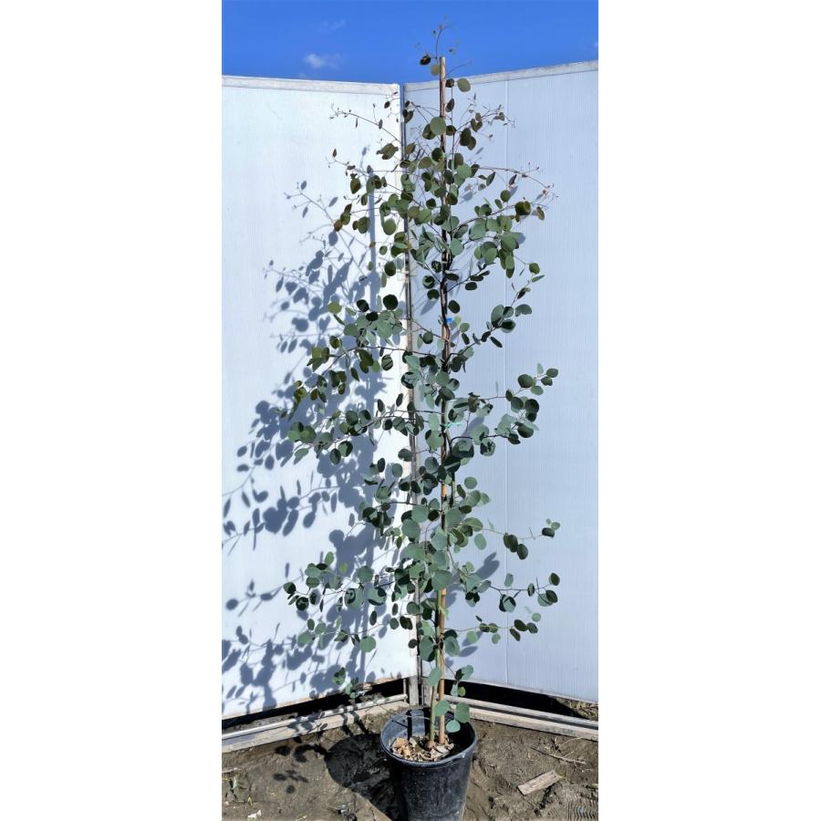 ポポラス　丸葉ユーカリ　約2.1ｍ　現品発送　特大株　植木苗木　丸葉のユーカリの木　鉢植え観葉植物に　常緑樹　送料無料