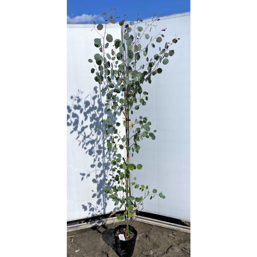 ポポラス　丸葉ユーカリ　約1.9ｍ　現品発送　特大株　植木苗木　丸葉のユーカリの木　鉢植え観葉植物に　常緑樹　送料無料