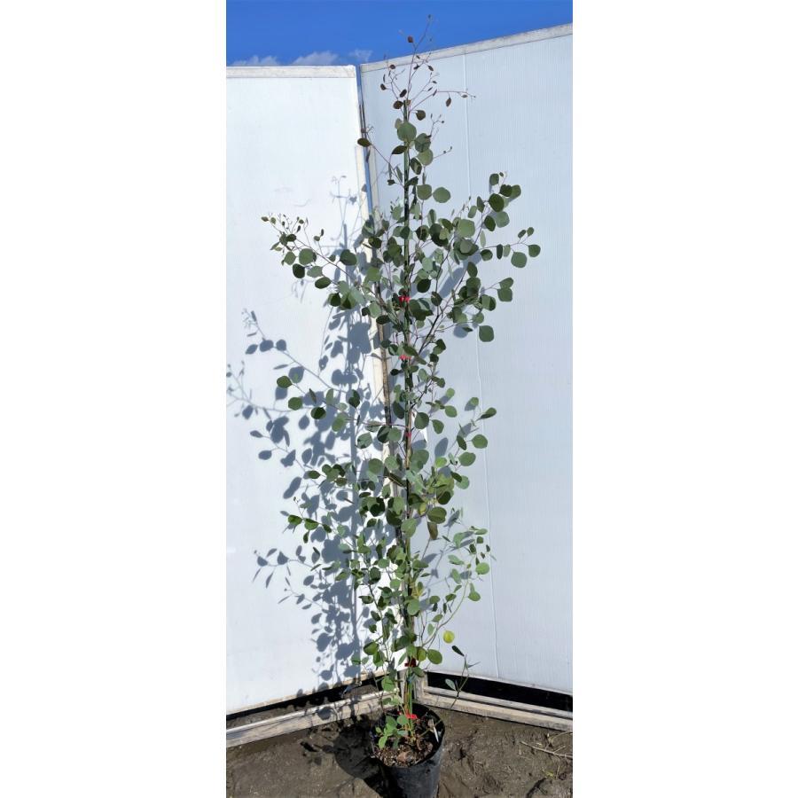 ポポラス　丸葉ユーカリ　約２ｍ　現品発送　特大株　植木苗木　丸葉のユーカリの木　鉢植え観葉植物に　常緑樹　送料無料