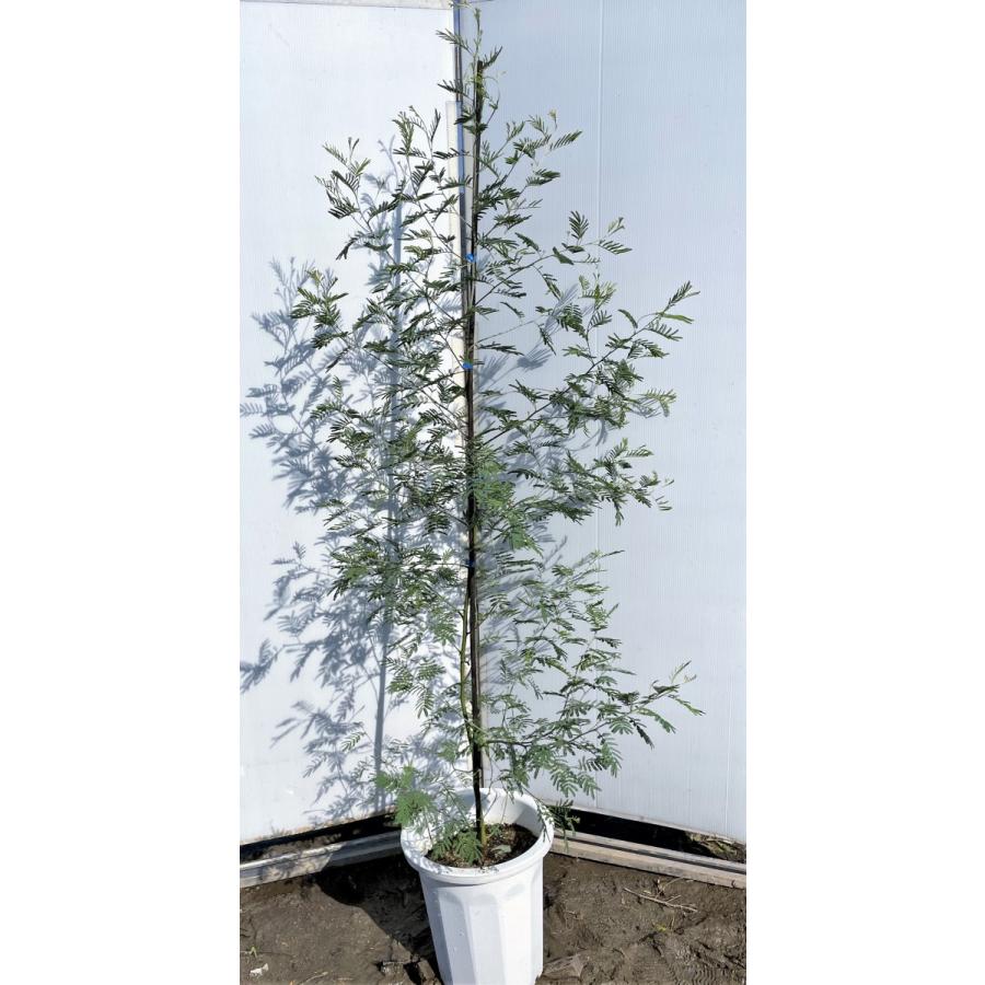 四季咲きミモザの木 デアネイ 約1 9ｍ 現品発送 鉢植え 超特大株 植木苗木大苗 常緑樹 送料無料 deanei1916 大福樹苗園 通販 Yahoo ショッピング