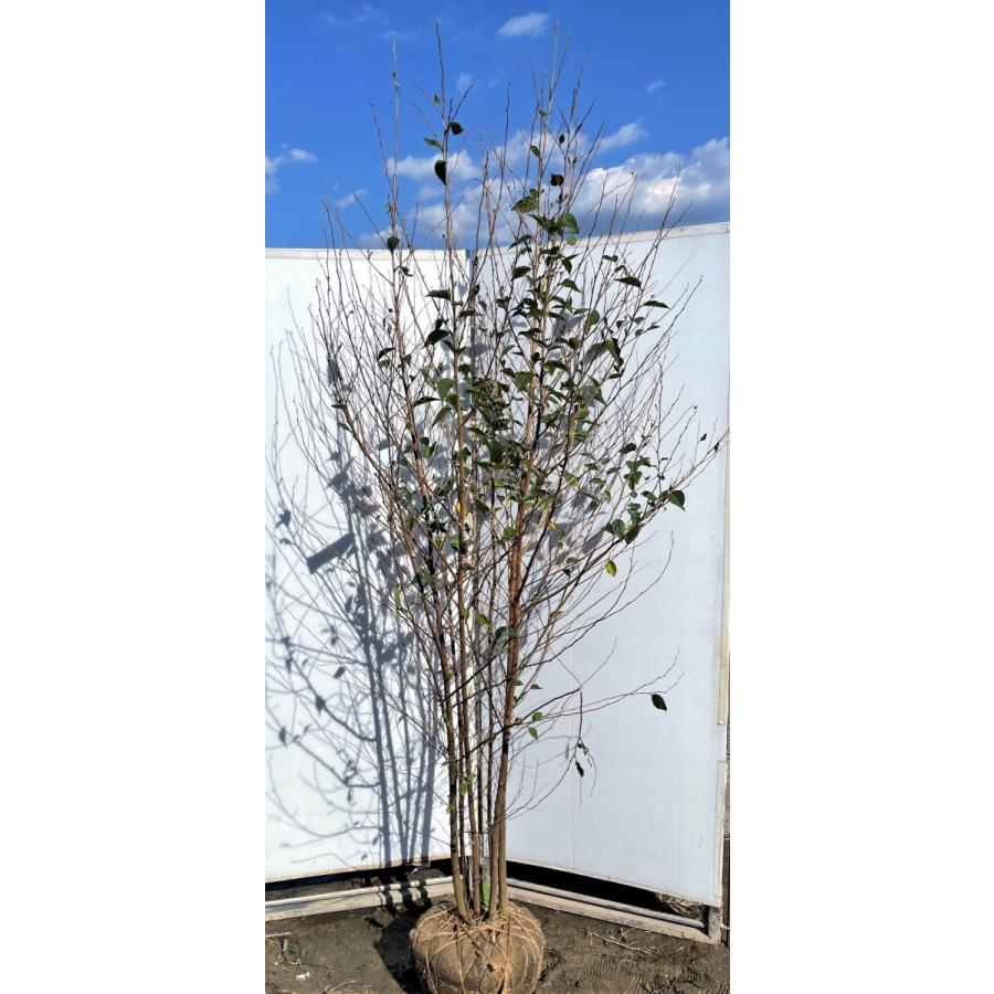 短納期 エゴの木 株立ち 約2 3m 現品発送 エゴノキ 美樹形株 超特大株 植木苗木大苗 シンボルツリー 落葉樹 送料無料 3105ego2321k6 大福樹苗園 通販 Yahoo ショッピング 日本ショッピング Esraapharma Com