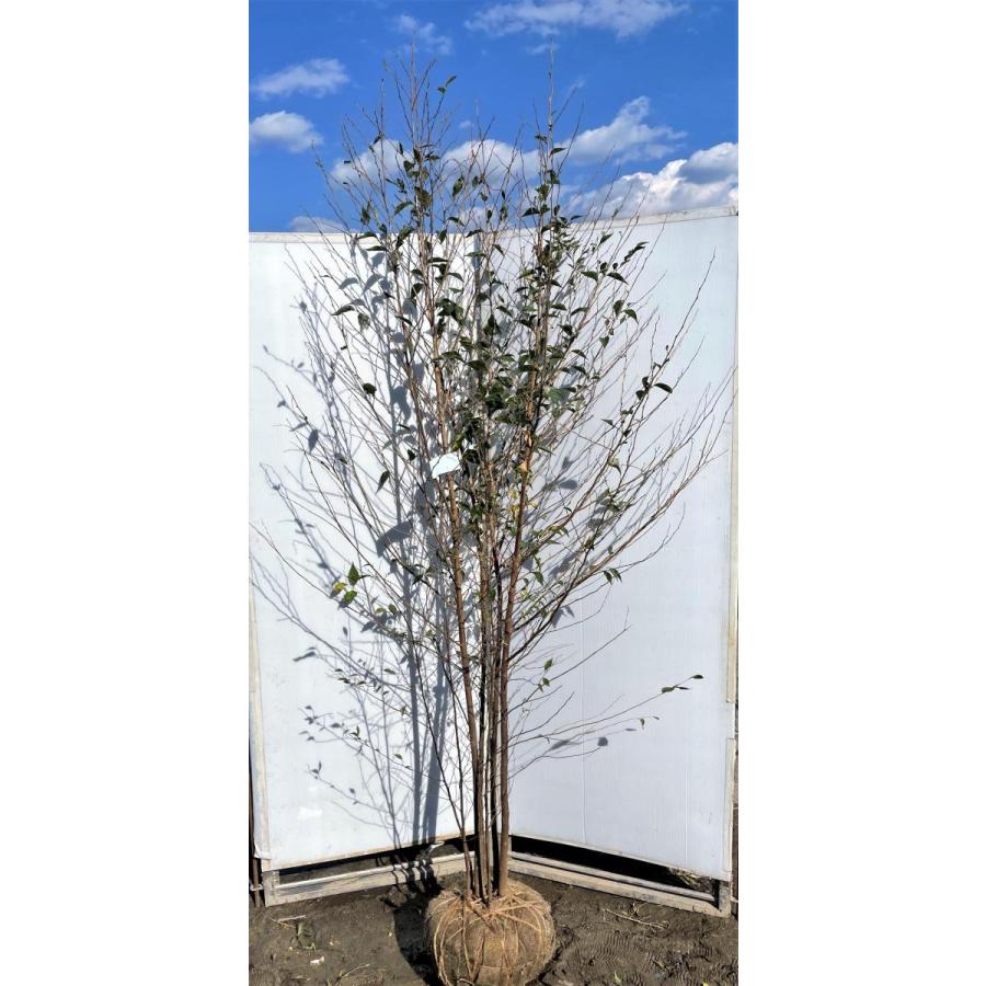 エゴの木 株立ち 約2 3m 現品発送 美樹形株 超特大株 植木苗木大苗 エゴノキ シンボルツリー 落葉樹 送料無料 ego2321k5 大福樹苗園 通販 Yahoo ショッピング