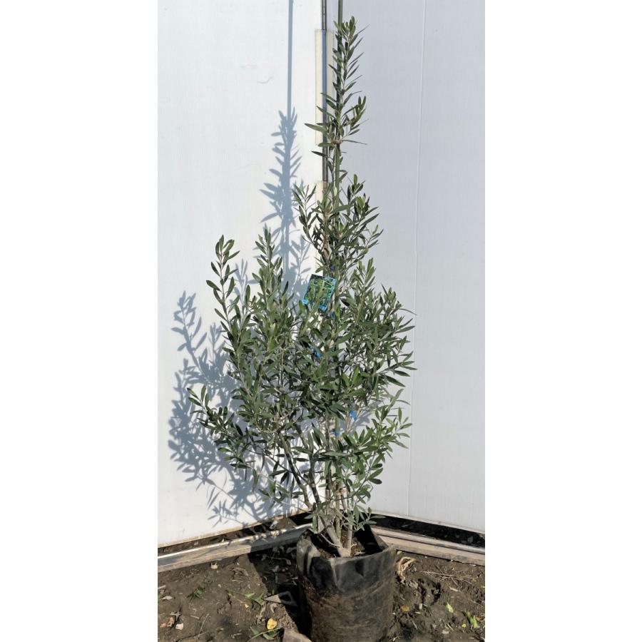 オリーブの木　シプレッシーノ　約1.7m　現品発送　特大植木苗木　チプレッシーノ　チプレシーノ　常緑樹　送料無料