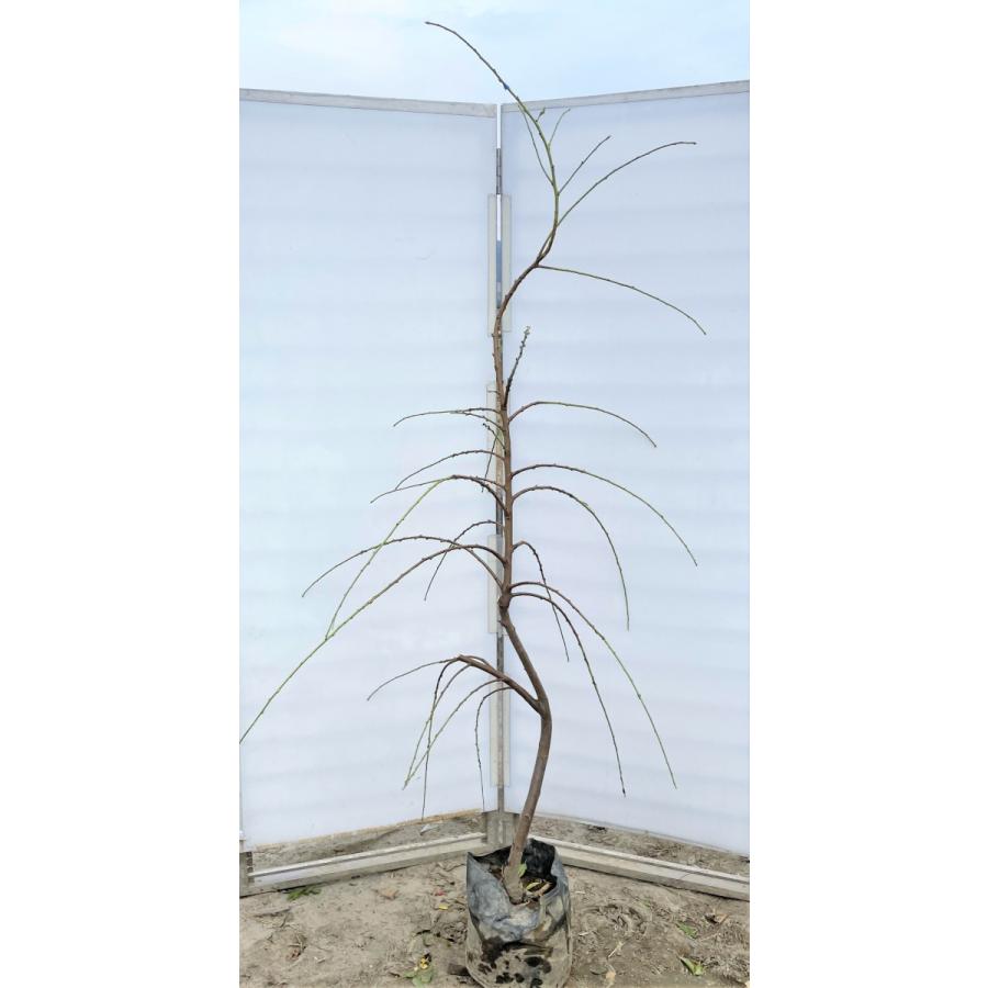 しだれ源平花桃　約２ｍ　現品発送　特大株　植木苗木大苗　源平しだれ花桃　源平シダレ桃　３色咲き　希少種　送料無料