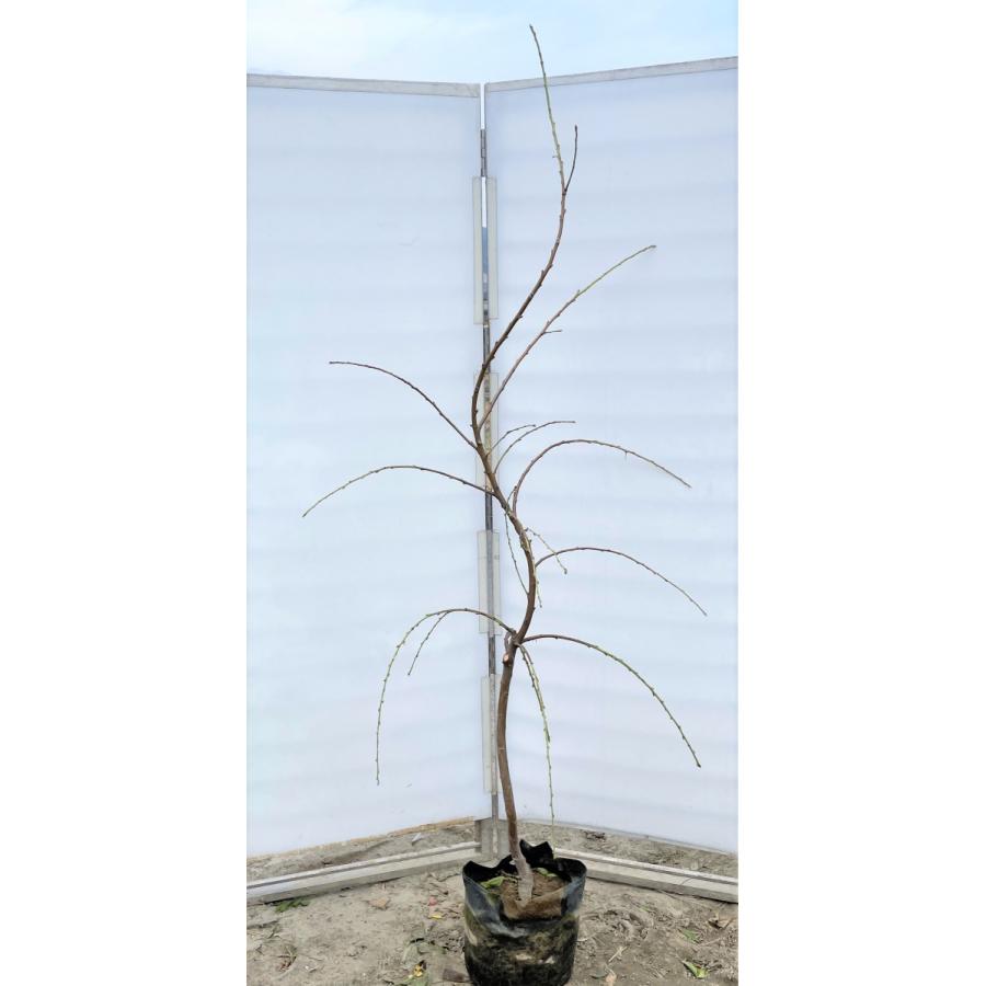 しだれ源平花桃　約２ｍ　現品発送　特大株　植木苗木大苗　源平しだれ花桃　源平シダレ桃　３色咲き　希少種　送料無料