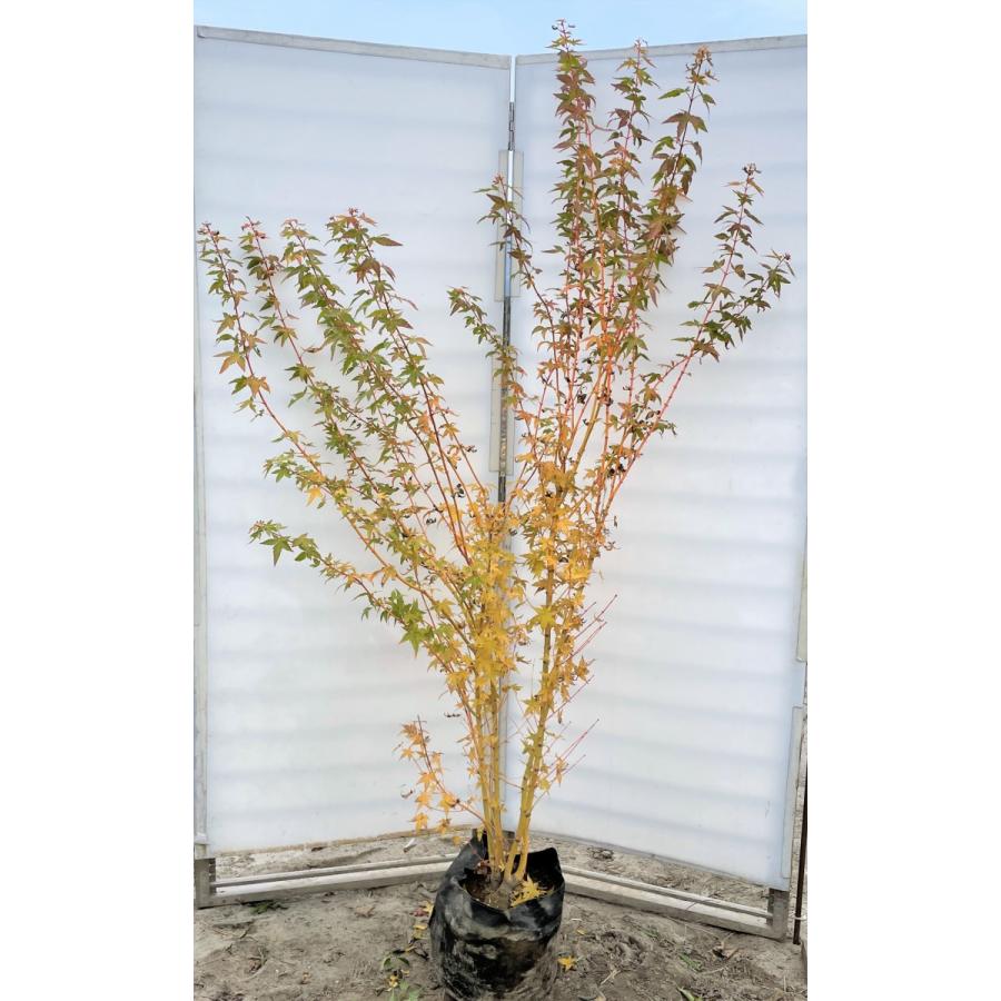 美峰モミジ ビホウモミジ 株立ち 約2m 現品発送 特大株 植木 美峰モミジ ビホウモミジ 株立ち 約2m 現品発送 特大株 植木