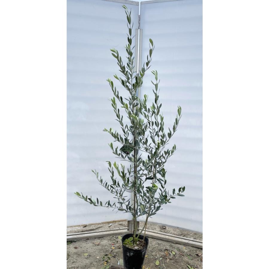 オリーブの木　ルッカ　約1.7m　現品発送　特大植木苗木　シンボルツリー　常緑樹　送料無料