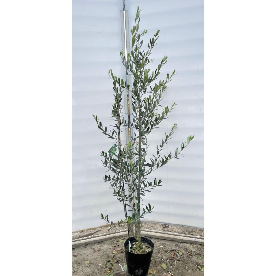 オリーブの木　ルッカ　約1.7m　現品発送　特大植木苗木　シンボルツリー　常緑樹　送料無料