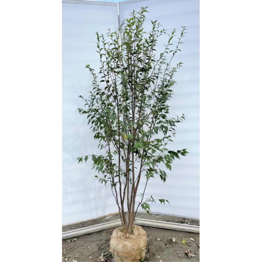 ハイノキ 5本株立ち 約1.8m 現品発送 特大株植木苗木 灰の木 常緑樹 送料無料 : 大福樹苗園 - 通販 - Yahoo!ショッピング