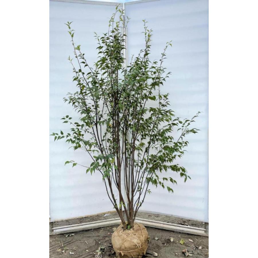 ※ハイノキ　70センチ※ ハイノキ 樹高1.2m前後 根巻 （ 単 品 ）（送料無料） 苗 植木