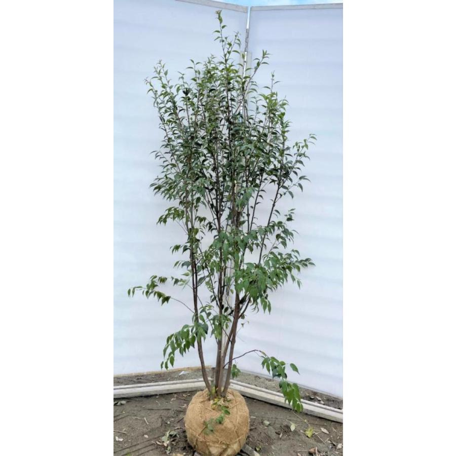 ハイノキ　６本株立ち　約1.7m　現品発送　特大株植木苗木　灰の木　常緑樹　送料無料