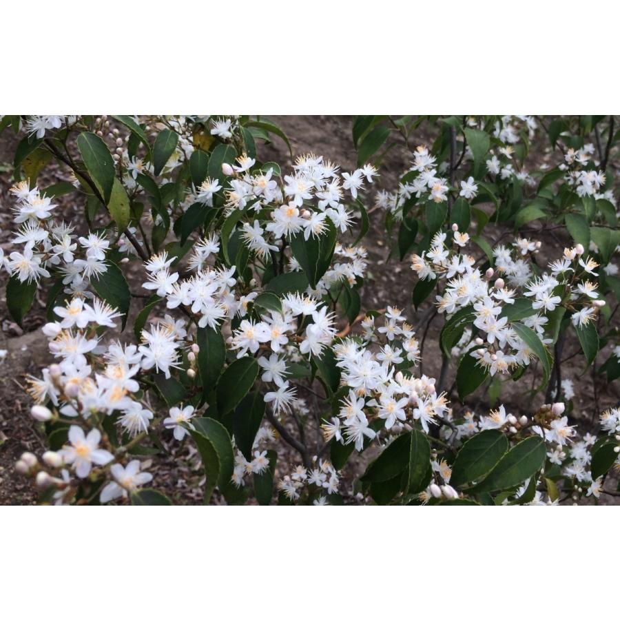 ハイノキ　6本株立ち　約1.8m　現品発送　特大株植木苗木　灰の木　常緑樹　送料無料 