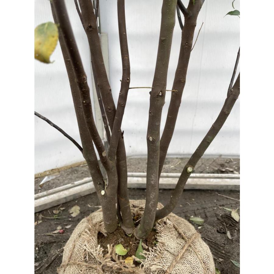 ハイノキ　6本株立ち　約1.8m　現品発送　特大株植木苗木　灰の木　常緑樹　送料無料 