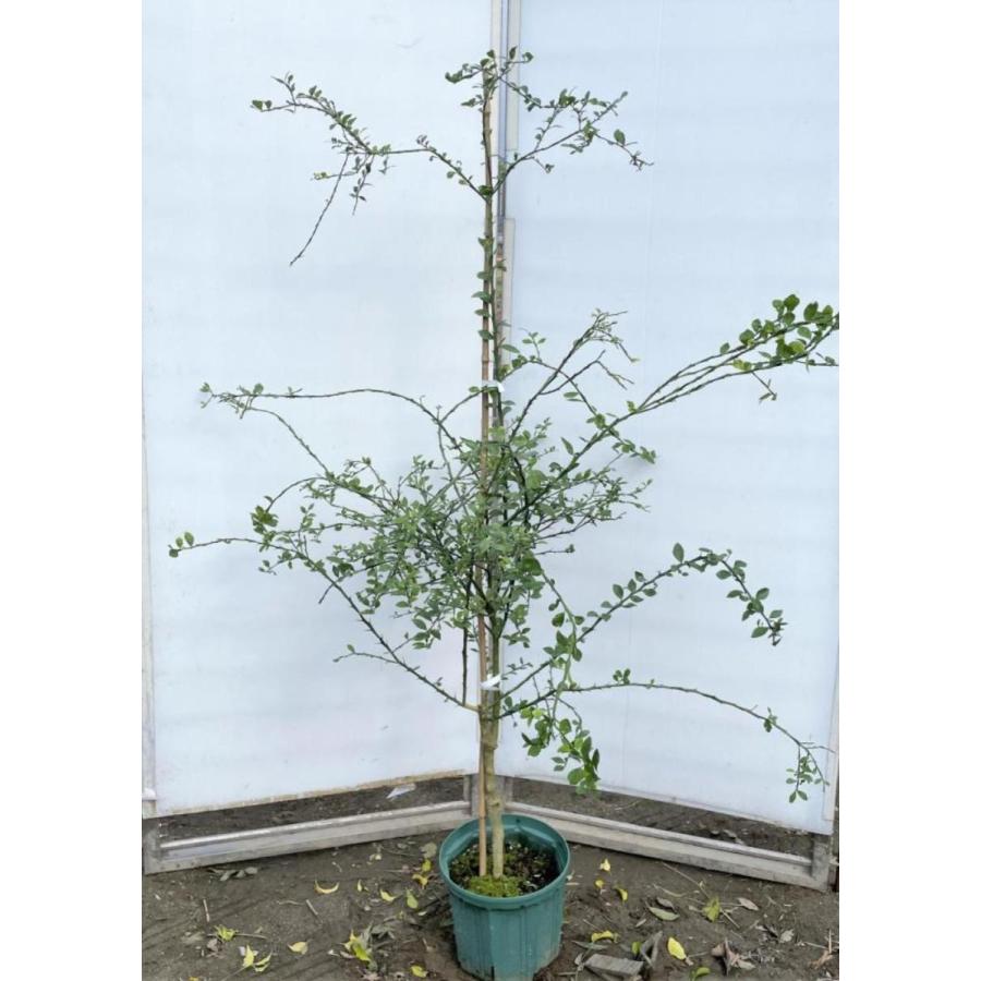フィンガーライムの木 約1 6ｍ グリーン 現品発送 特大植木苗木 森のキャビア キャビアライム 国産 送料無料 fingerg1614 大福樹苗園 通販 Yahoo ショッピング