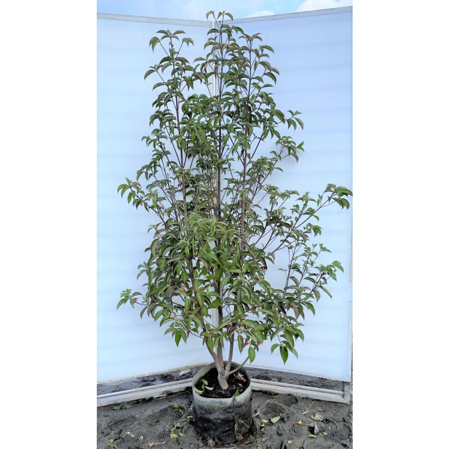 常緑ヤマボウシ 月光 株立ち 約1.8m 現品発送 特大植木苗木 ホンコン