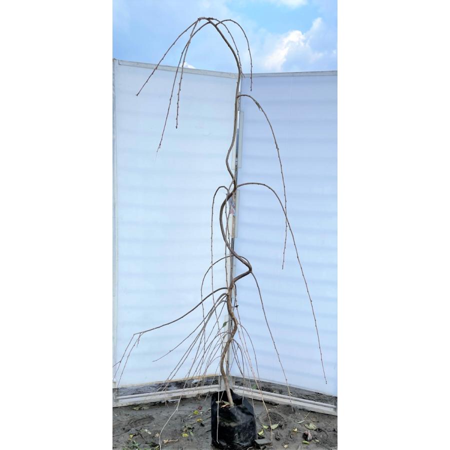 しだれ富士桜　約２ｍ　現品発送　美樹形株　２色咲きに見えるしだれ桜　特大植木苗木　富士しだれ桜　送料無料 四季咲きヤマボウシ　約1.4m　現品発送　植木　苗木　大苗　希少品種の山法師　落葉樹　送料無料 YWU1391452660(13240円)