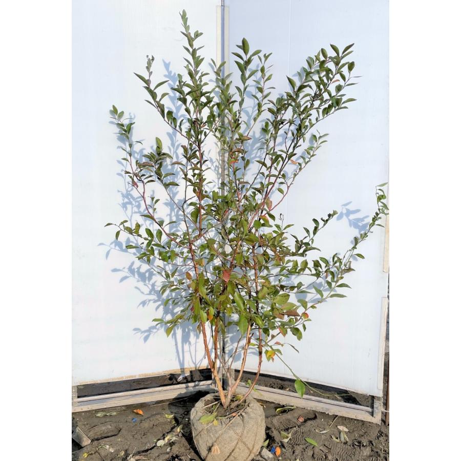 ブルーベリー　プレミア　株立ち　約1.6ｍ　特大植木苗木　大実品種　ラビットアイ系　シンボルツリー　送料無料