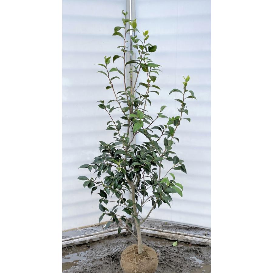 椿の木 ワビスケ 約1 5ｍ 現品発送 白花 侘助 ツバキ 特大植木苗木大苗 常緑樹 送料無料 wabisuke1514 大福樹苗園 通販 Yahoo ショッピング