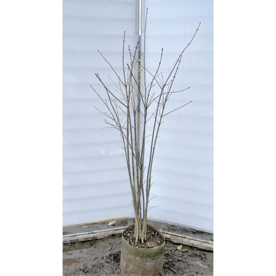 アオダモ　８本株立ち　約1.6m　現品発送　豪華株　特大株　植木苗木大苗　マルバアオダモ　丸葉アオダモ　落葉樹　シンボルツリー