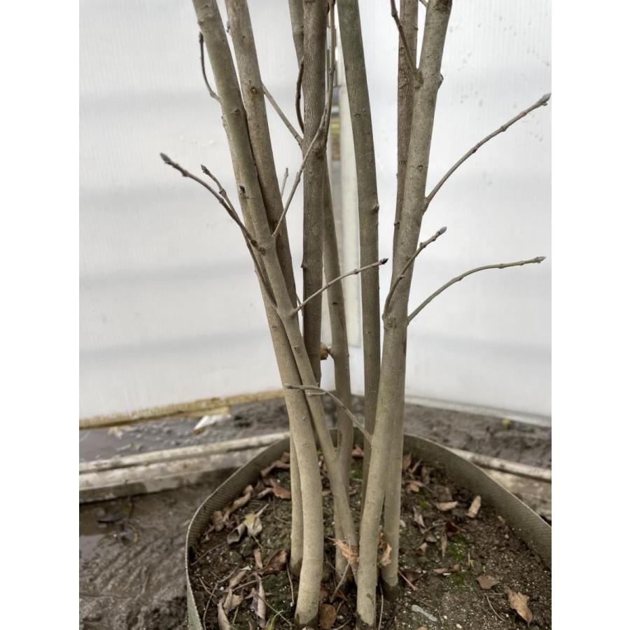 アオダモ　８本株立ち　約1.6m　現品発送　豪華株　特大株　植木苗木大苗　マルバアオダモ　丸葉アオダモ　落葉樹　シンボルツリー アオダモ　８本株立ち　約1.6m　現品発送　豪華株　特大株　植木苗木大苗　マルバアオダモ　丸葉アオダモ　落葉樹　シンボルツリー アオダモ　８本株立ち　約1.6m　現品発送　豪華株　特大株　植木苗木大苗　マルバアオダモ　丸葉アオダモ　落葉樹　シンボルツリー S1281096148(12190円)