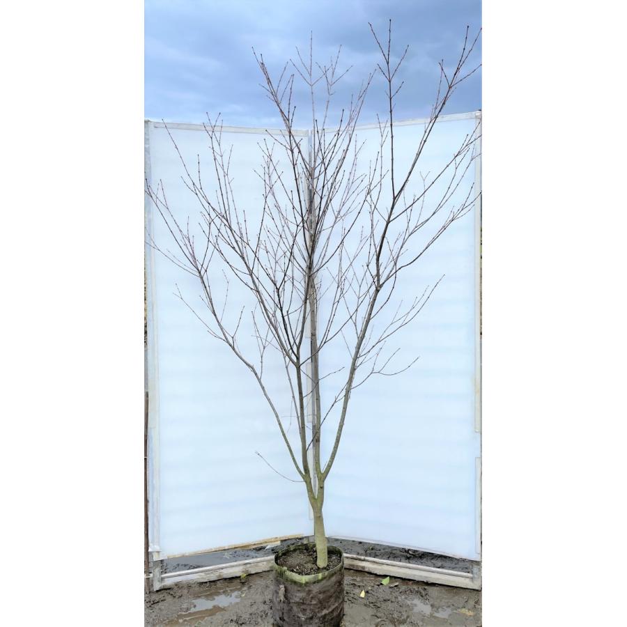 桂　カツラの木　約2.4ｍ　現品発送　特大株　大苗植木苗木　ハート形の葉っぱ　シンボルツリー　送料無料(12490円)