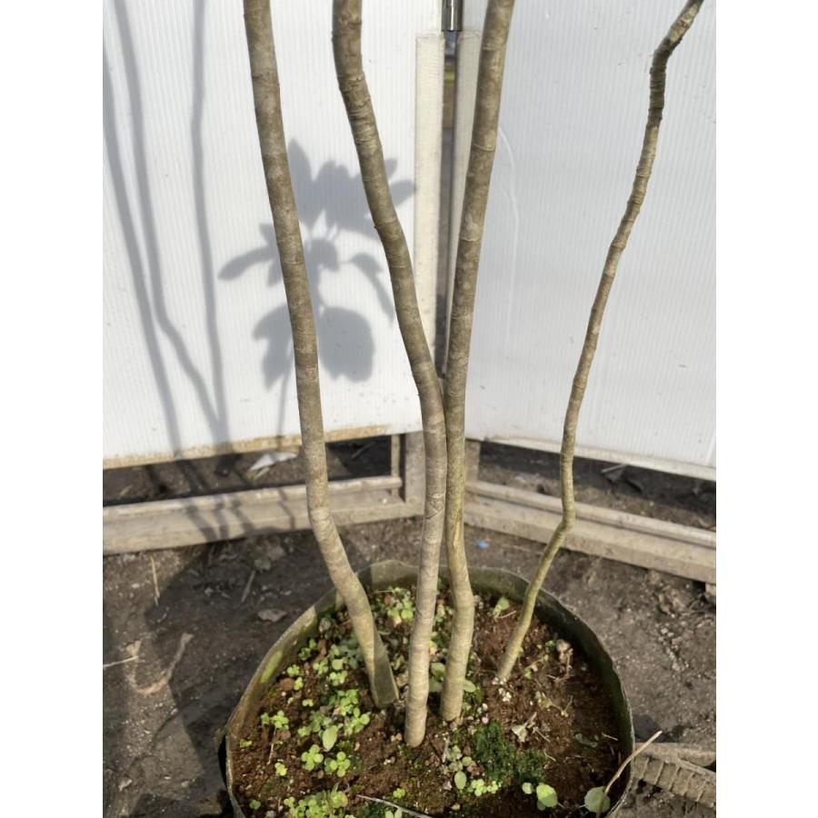 カクレミノ 株立ち 約1.5m 現品発送 特大株 植木苗木大苗