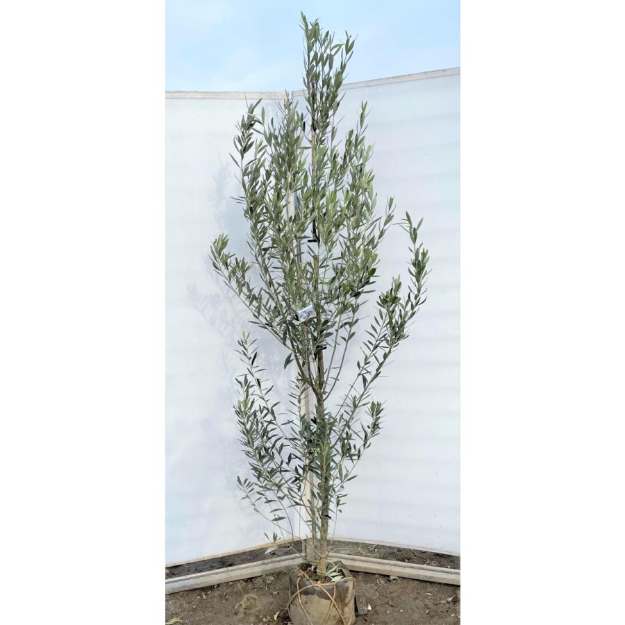 オリーブの木 シプレッシーノ 約2.1m 現品発送 特大植木苗木 オリーブの木 シプレッシーノ 約2.1m 現品発送 特大植木苗木
