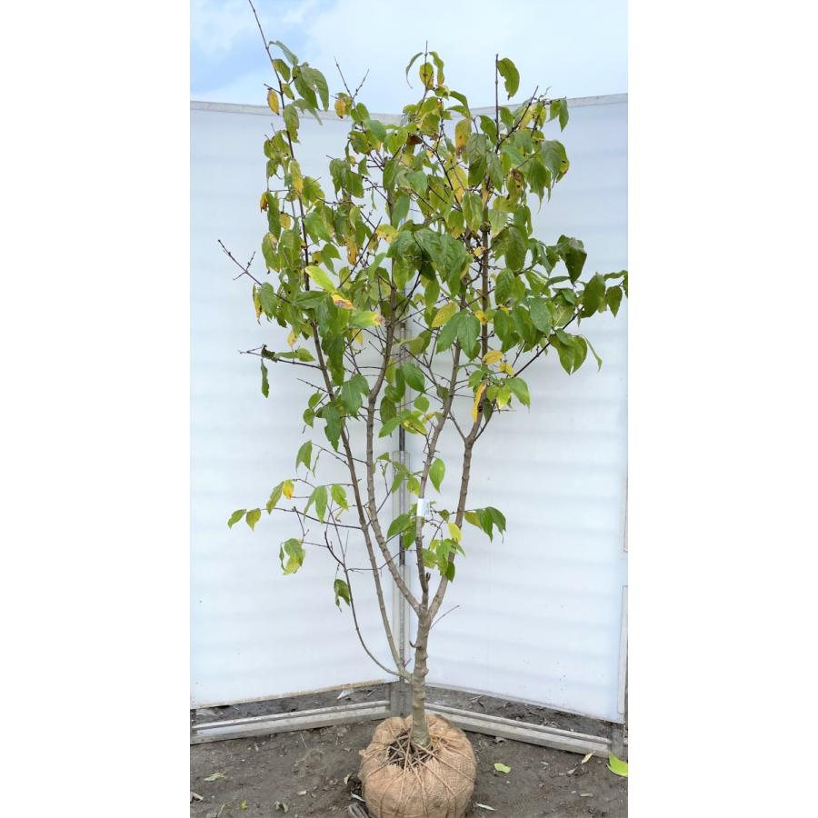 満月蝋梅 満月ロウバイ 株立ち風 約2m 現品発送 特大株 植木苗木大苗