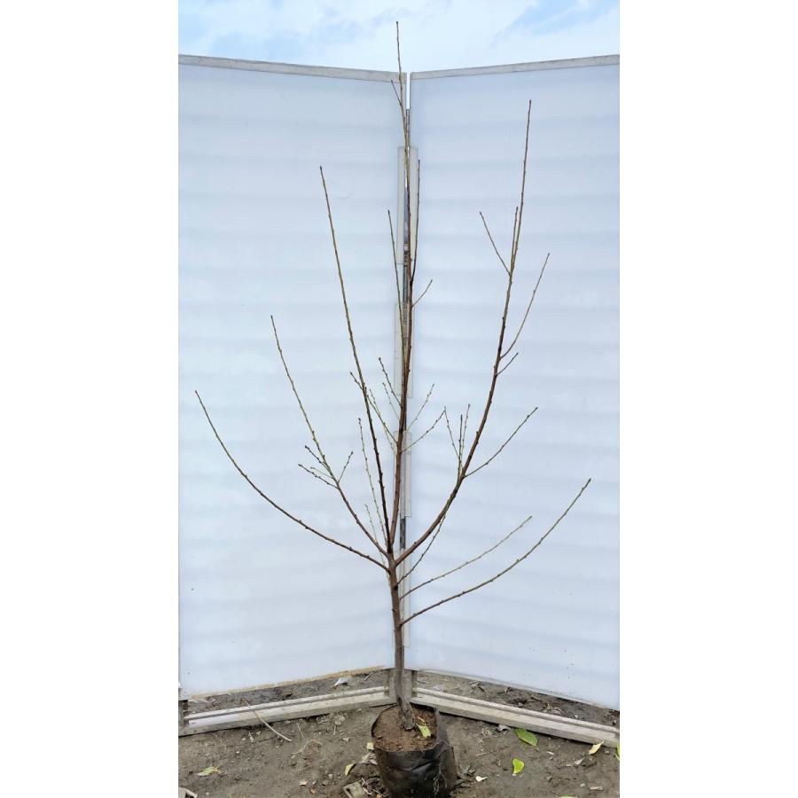 源平花桃　約２ｍ　現品発送　３色咲きの花桃　特大株　植木苗木大苗　ゲンペイハナモモ　 送料無料