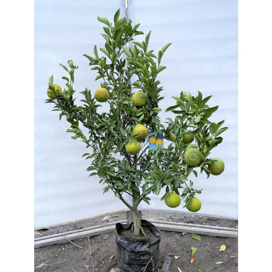 みかんの木　はるか　約1.3ｍ　現品発送　特大株　植木苗木　蜜柑の木　果樹　ミカンの苗木　送料無料