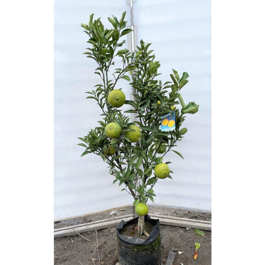 みかんの木　はるか　約1.3ｍ　現品発送　特大株　植木苗木　蜜柑の木　果樹　ミカンの苗木　送料無料