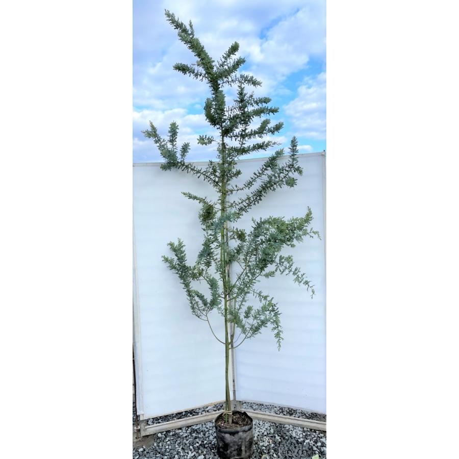 ミモザアカシア 約2.7m 現品発送 超特大株 植木苗木大苗 ギンヨウ