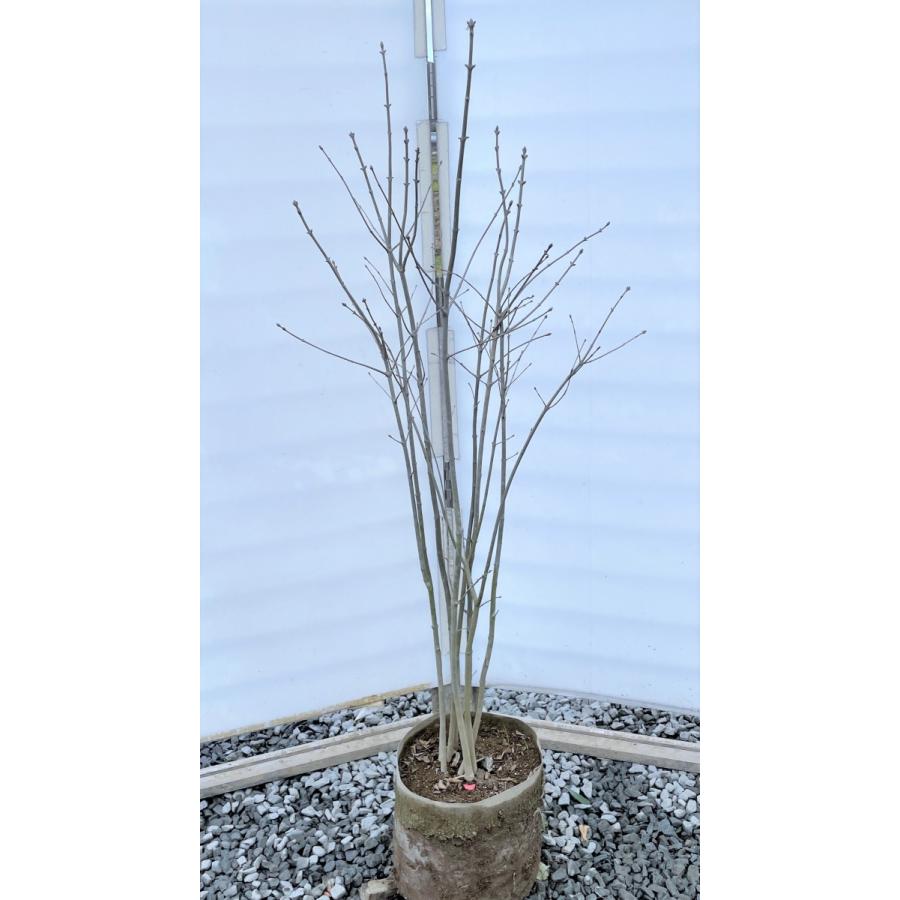 マルバアオダモ/株立ち【現品発送】管理70473 60804 マルバアオダモ/株立ち【現品発送】管理70473 60804