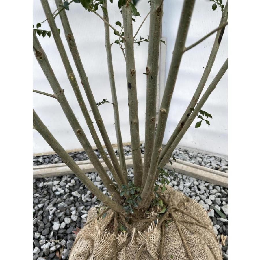 シマトネリコ 10本株立ち 豪華株 約1.8m 現品発送 一点物 特大株 植木