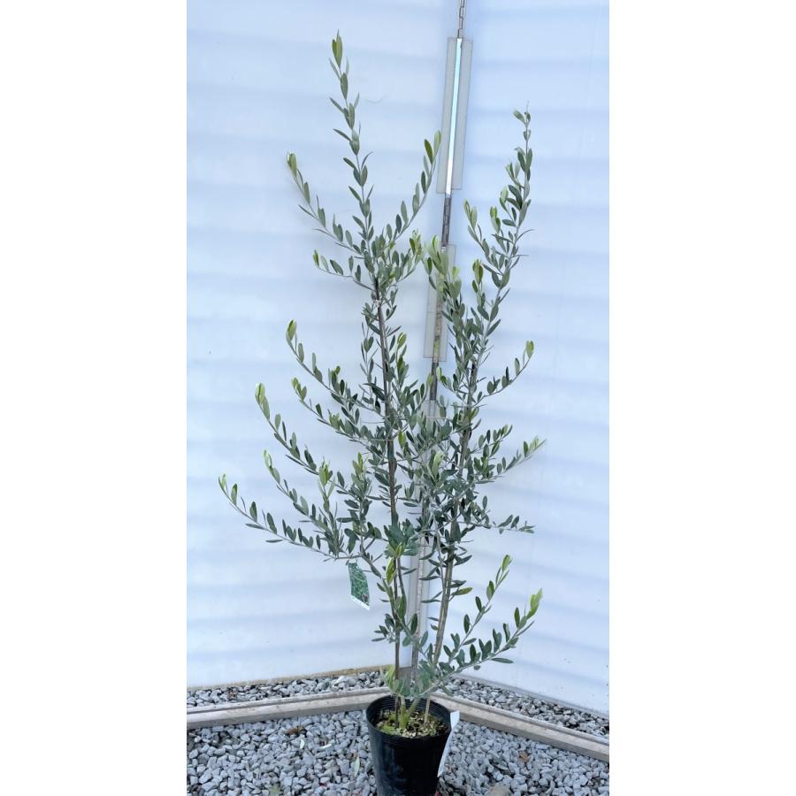 オリーブの木　ルッカ　約1.7m　現品発送　特大植木苗木　シンボルツリー　常緑樹　送料無料