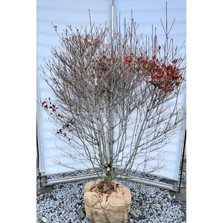 白花　ドウダンツツジ　約1.7m　一点物　豪華株　特大植木苗木大苗　希少な白花　白ドウダン躑躅　送料無料