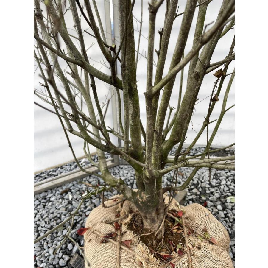 白花　ドウダンツツジ　約1.7m　一点物　豪華株　特大植木苗木大苗　希少な白花　白ドウダン躑躅　送料無料 
