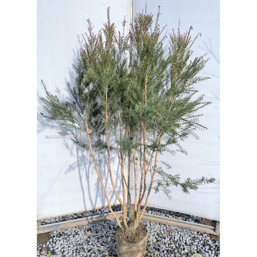 ティーツリー レッドジェム 株立ち 約1.5m 現品発送 特大植木
