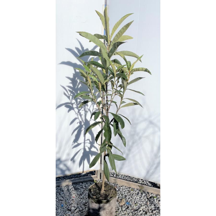 種苗登録ビワの木　BN21号　約1.5ｍ　現品発送　特大植木苗木　大苗果樹　大実琵琶の木　早生ビワ　送料無料