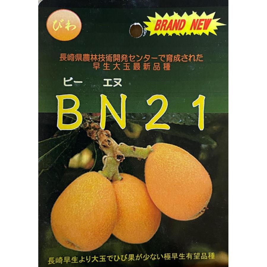 種苗登録ビワの木　BN21号　約1.5ｍ　現品発送　特大植木苗木　大苗果樹　大実琵琶の木　早生ビワ　送料無料 