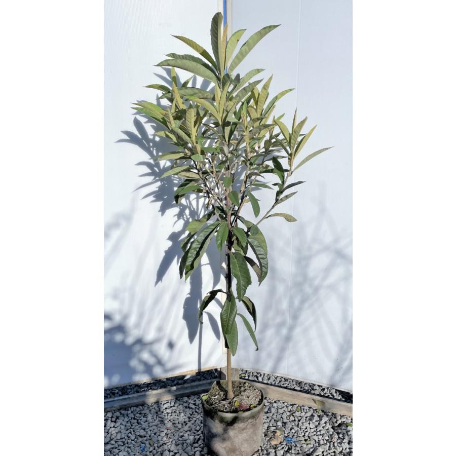 種苗登録ビワの木　BN21号　約1.5ｍ　現品発送　特大植木苗木　大苗果樹　大実琵琶の木　早生ビワ　送料無料