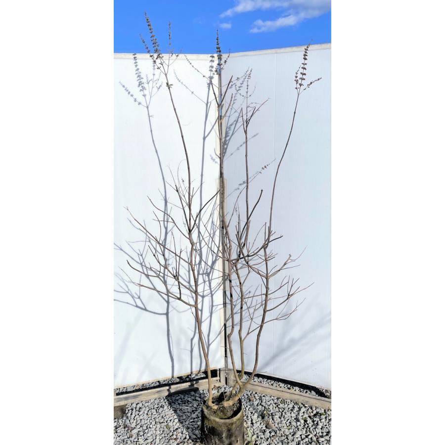 西洋ニンジンボク　株立ち　約２ｍ　現品発送　特大株　植木苗木大苗　紫花　セイヨウニンジンボク　落葉樹　送料無料