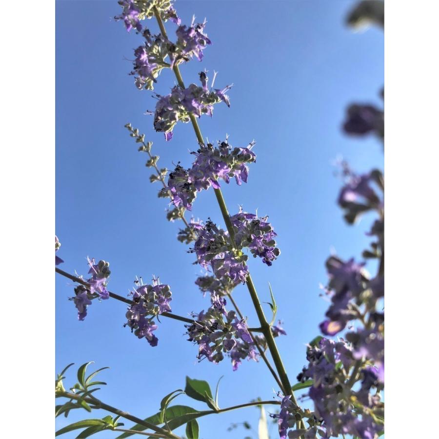 西洋ニンジンボク　株立ち　約２ｍ　現品発送　特大株　植木苗木大苗　紫花　セイヨウニンジンボク　落葉樹　送料無料 