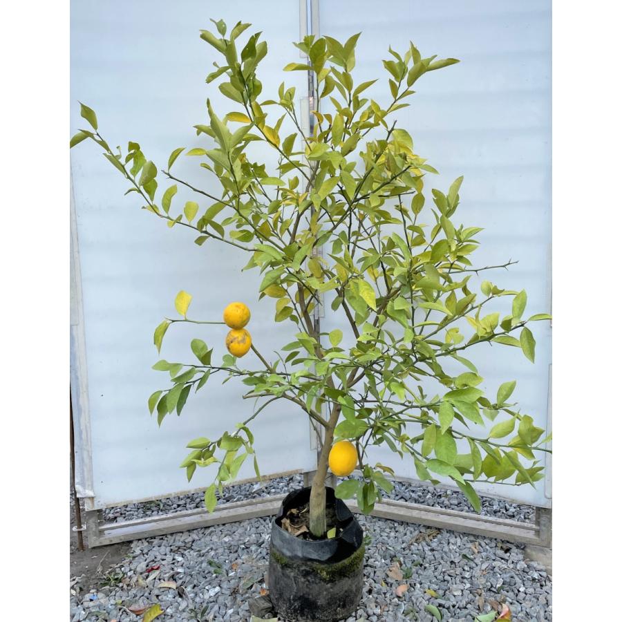レモンの木 マイヤーレモン 約1.4m 現品発送 特大株 植木苗木 レモンの木 マイヤーレモン 約1.4m 現品発送 特大株 植木苗木