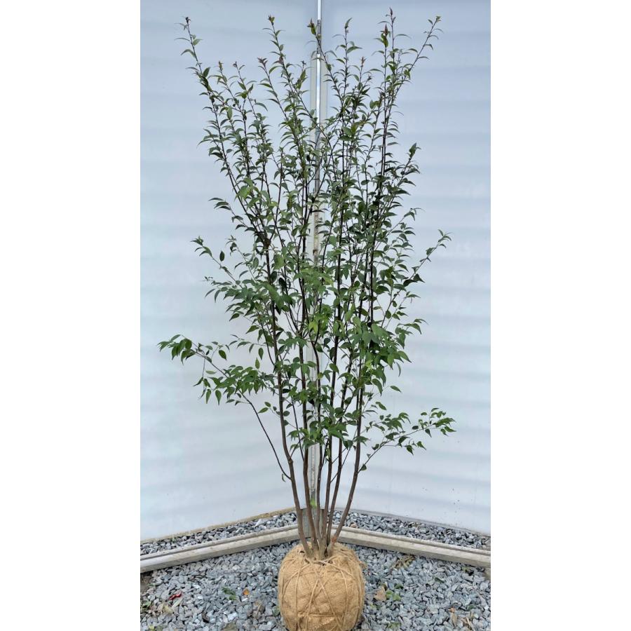 ハイノキ　6本株立ち　約1.8m　現品発送　特大株植木苗木　灰の木　常緑樹　送料無料(11140円)