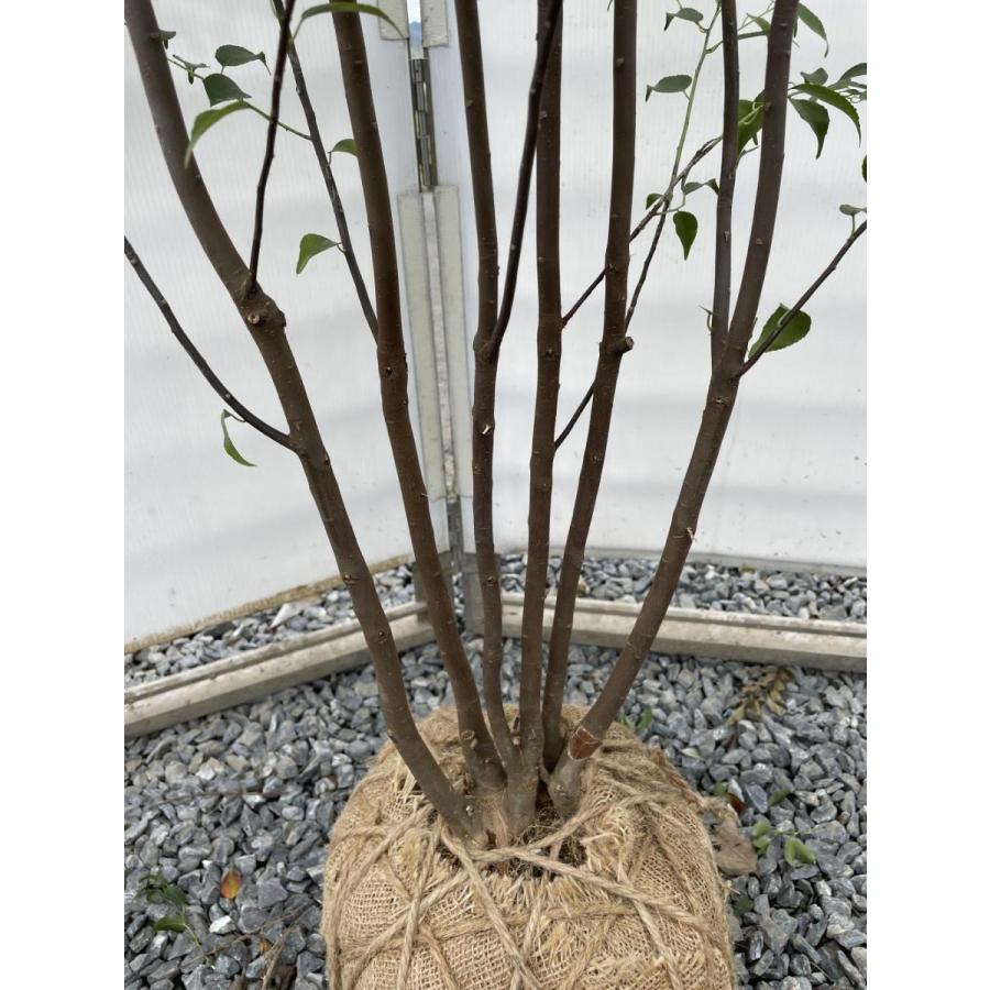 ハイノキ　6本株立ち　約1.8m　現品発送　特大株植木苗木　灰の木　常緑樹　送料無料 