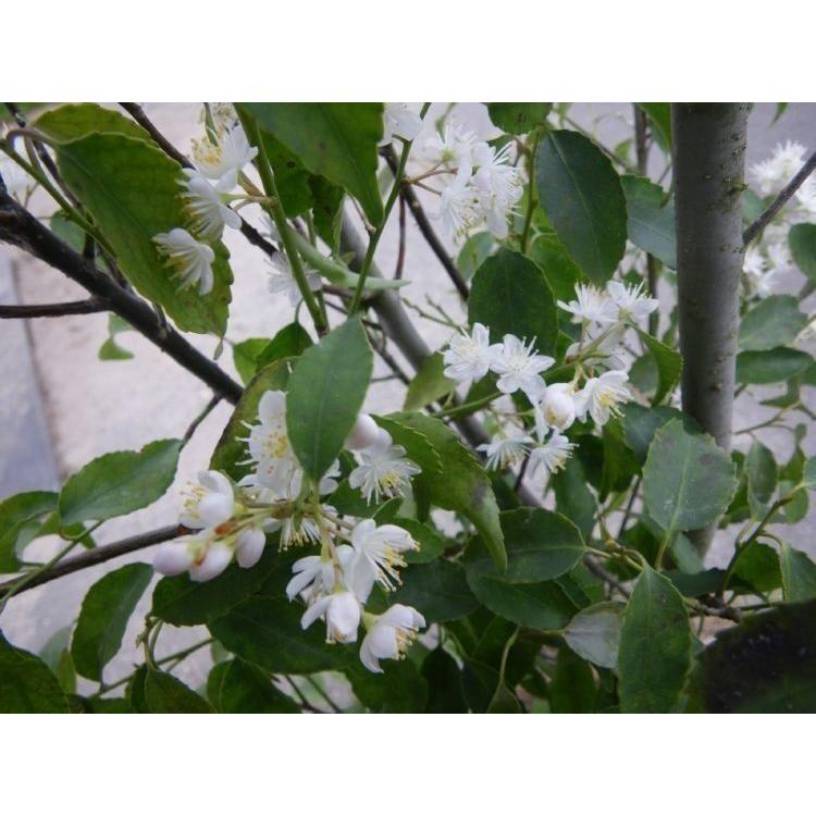 ハイノキ　株立　約1.3m　① ハイノキ 株立ち 約1.5m 灰の木 特大植木苗木 規格販売 お買い得な