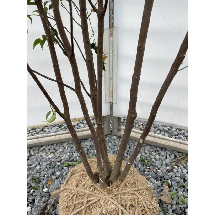 ハイノキ　６本株立ち　約1.7m　現品発送　特大株植木苗木　灰の木　常緑樹　送料無料 