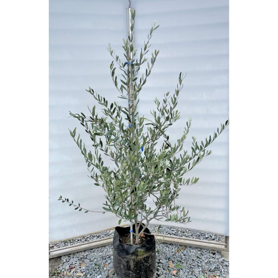 オリーブの木 コレッジョラ 約1.9m 現品発送 特大株 大苗植木苗木