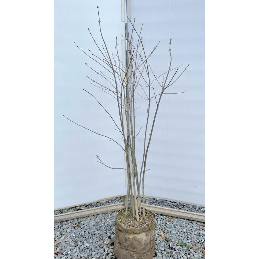 あおだも苗 アオダモ苗 大苗 株立ち